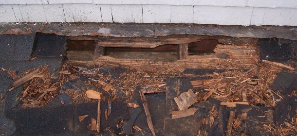 Damage Caused by Rodents