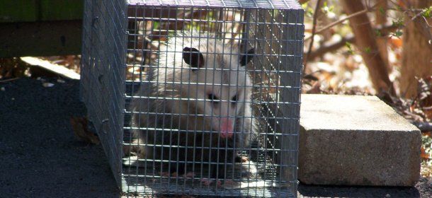Opossum Captured in Cincinnati, Ohio