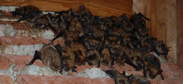 Bats in an Attic in Cincinnati, Ohio